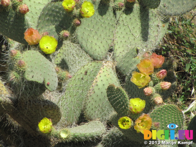 SX27476 Flowers on prickly pears